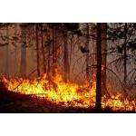 Штраф за пожар в лесу может быть равен 1 млн рублей
