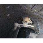 Бродячий пёс упал в открытый люк в Бердске