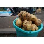 Продавать картошку у овощехранилищ предлагает мэр Бердска