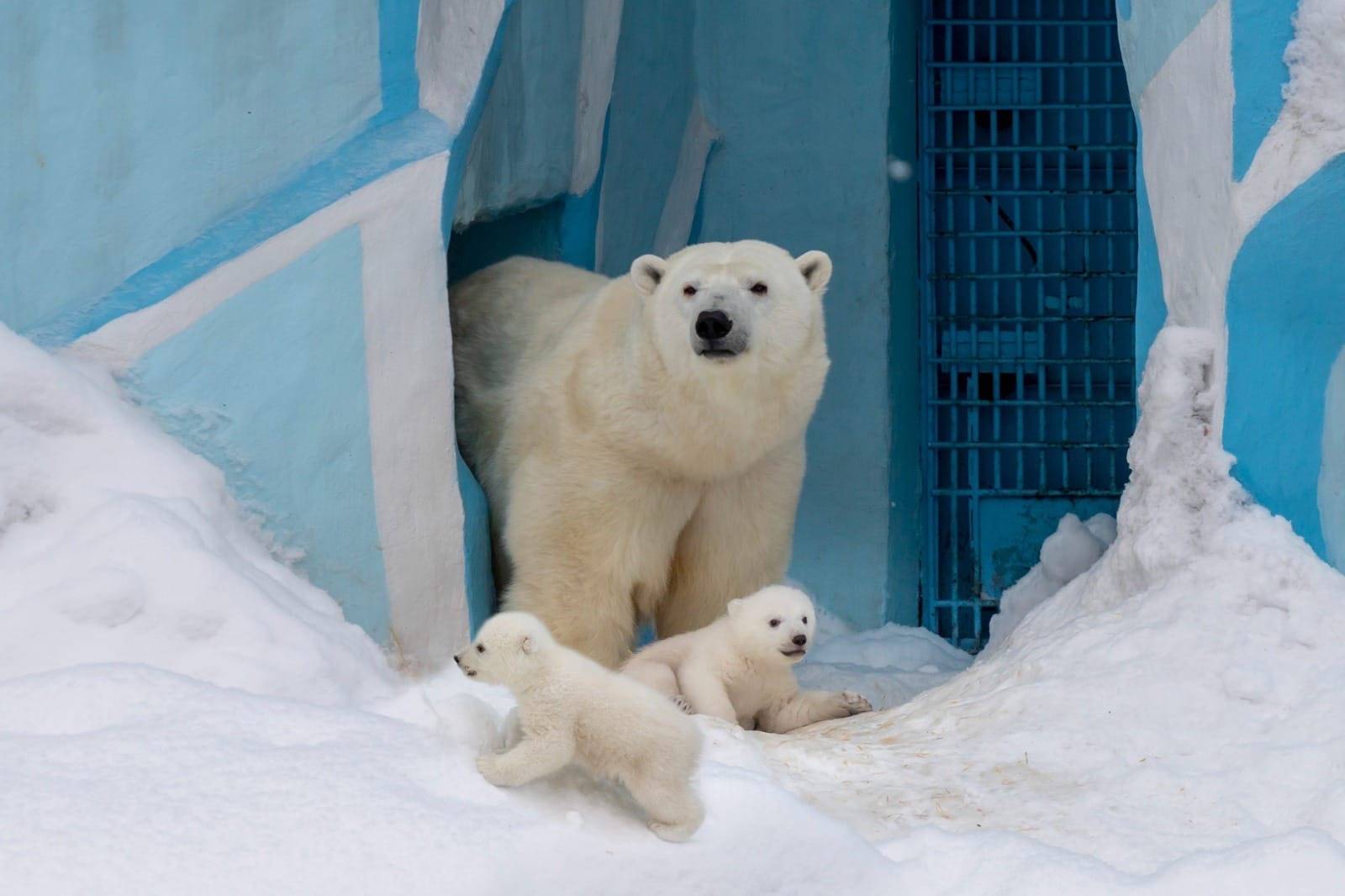 Белая медведица Герда впервые вывела на прогулку своих малышей