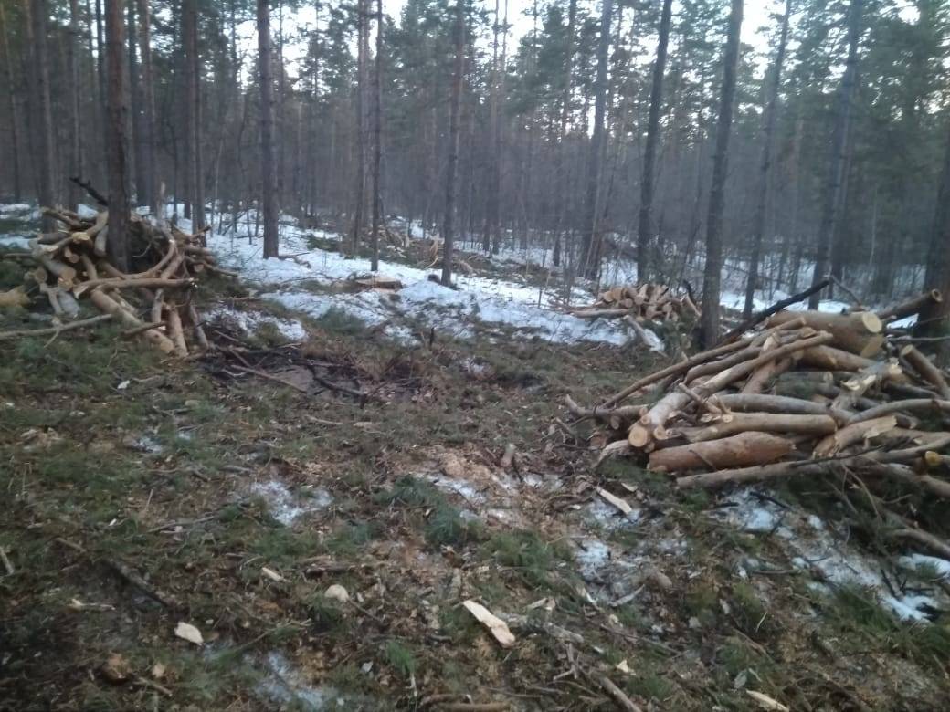 Рубят деревья вдоль лыжной трассы у базы «Метелица» в Бердске
