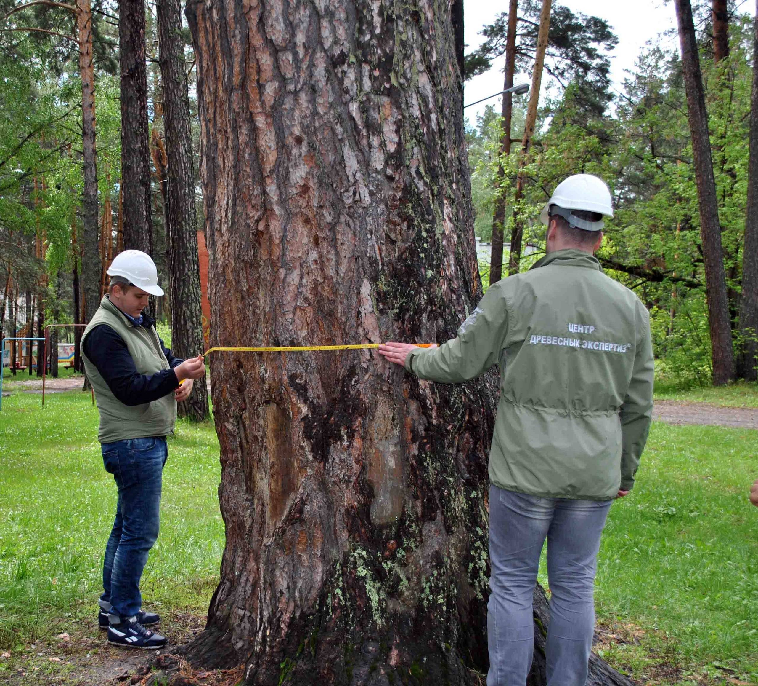 300-летняя бердская сосна лидирует в конкурсе «Российское дерево года-2023»