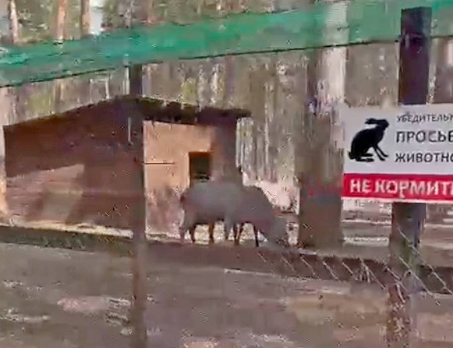 Отстрел маралов в зоопарке «Сибиряка» опровергли владельцы этого санатория