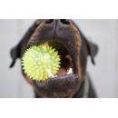 Собака укусила мальчика за ногу