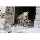 Бездомные собаки сбиваются в стаи и превращаются в хищников