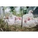 Погибли цыплята во время пожара на птицефабрике в Евсино