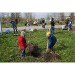 В честь Дня семей жители с детьми высадили 12 лип в парке Бердска
