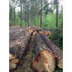 В районе БЭМЗа в Бердске вырубят деревья