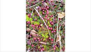 r2rhsolqc 8 ковидная бригада искитим телефон