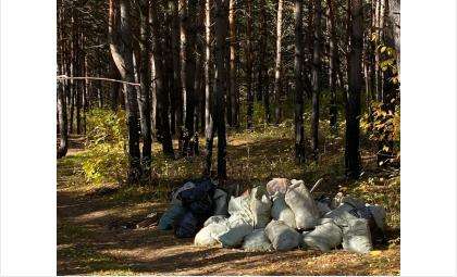Штрафы до 120 тыс. рублей вводят за выброс мусора в неположенных местах