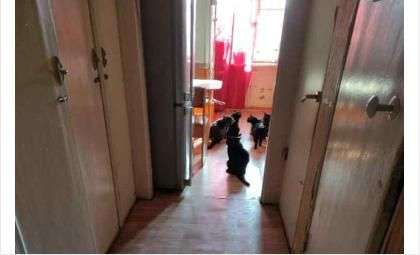 10 котов выселили приставы из зловонной квартиры в коммуналке