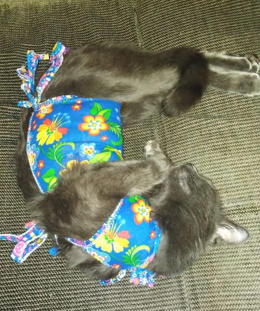 Стерилизация кошки ловят мышей. Как происходит кастрация кота. Кошка кушает мышку. Стерилизация кошки ловят мышей. Стерилизация кошки ловят мышей.