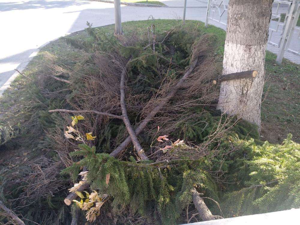 Под старой елью нашли 117. Спиленные ветви. Срубленные ветви. Картинка срубленные ветки. Фото старой ели срубленной.