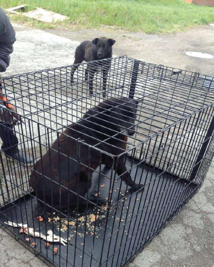 Есть пострадавшие: капканы расставили неизвестные на Аэродромной (ФОТО; ВИДЕО)