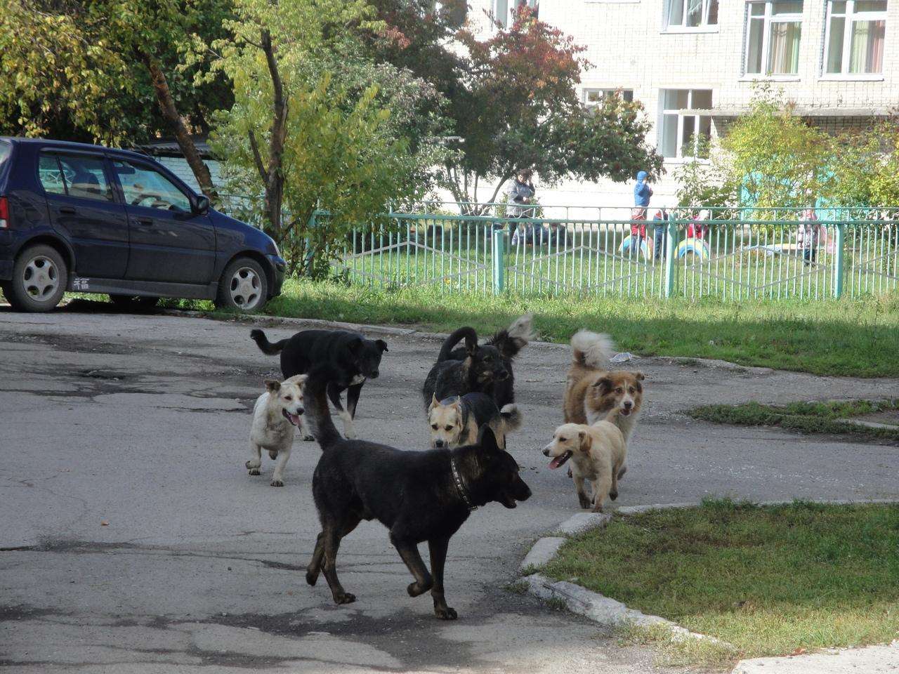 Город без собак. Безнадзорные собаки Бердске. Бродячие собаки. Стая бродячих собак. Город собак.