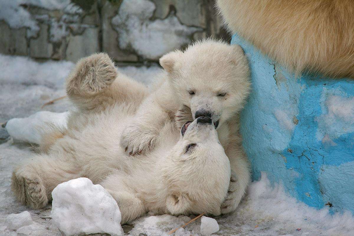 Сегодня исполнился год белым медвежатам в новосибирском зоопарке