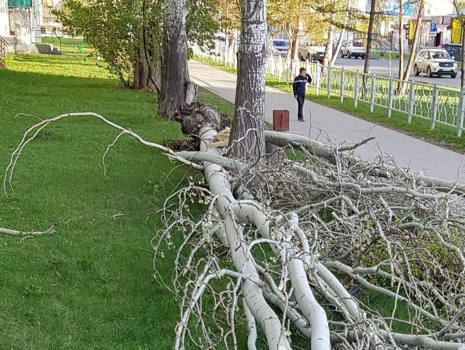 Во время шторма рухнул огромный тополь на ул. Лунной в Бердске