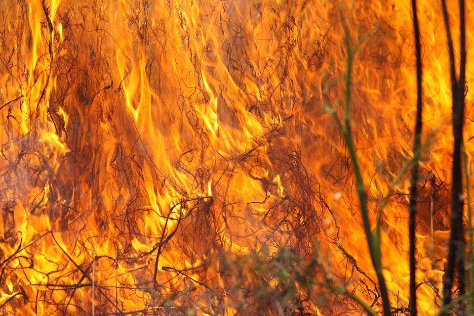 Неизвестные поджигатели неделю устраивают палы рядом с лесом под Бердском