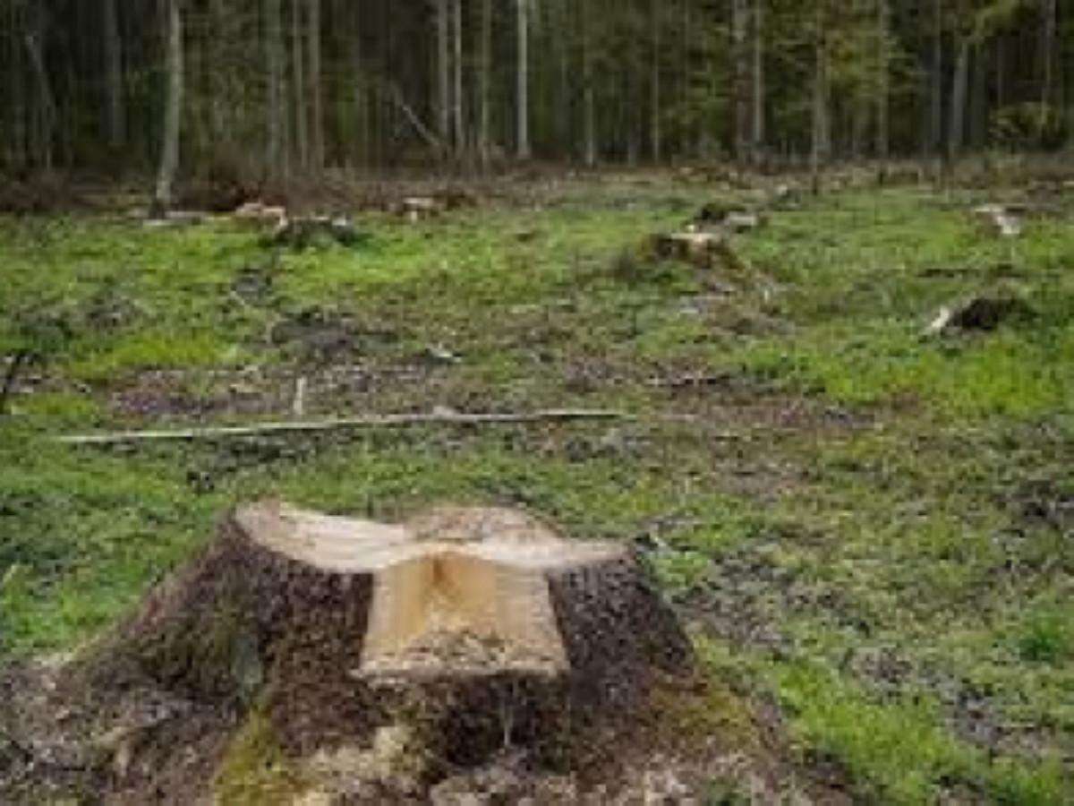 В незаконной вырубке леса обвинили замначальника лесничества в Новосибирской области