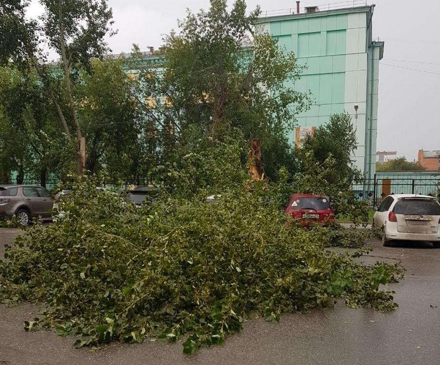Порывом ветра во время дождя в Бердске сразу на две машины повалило тополь