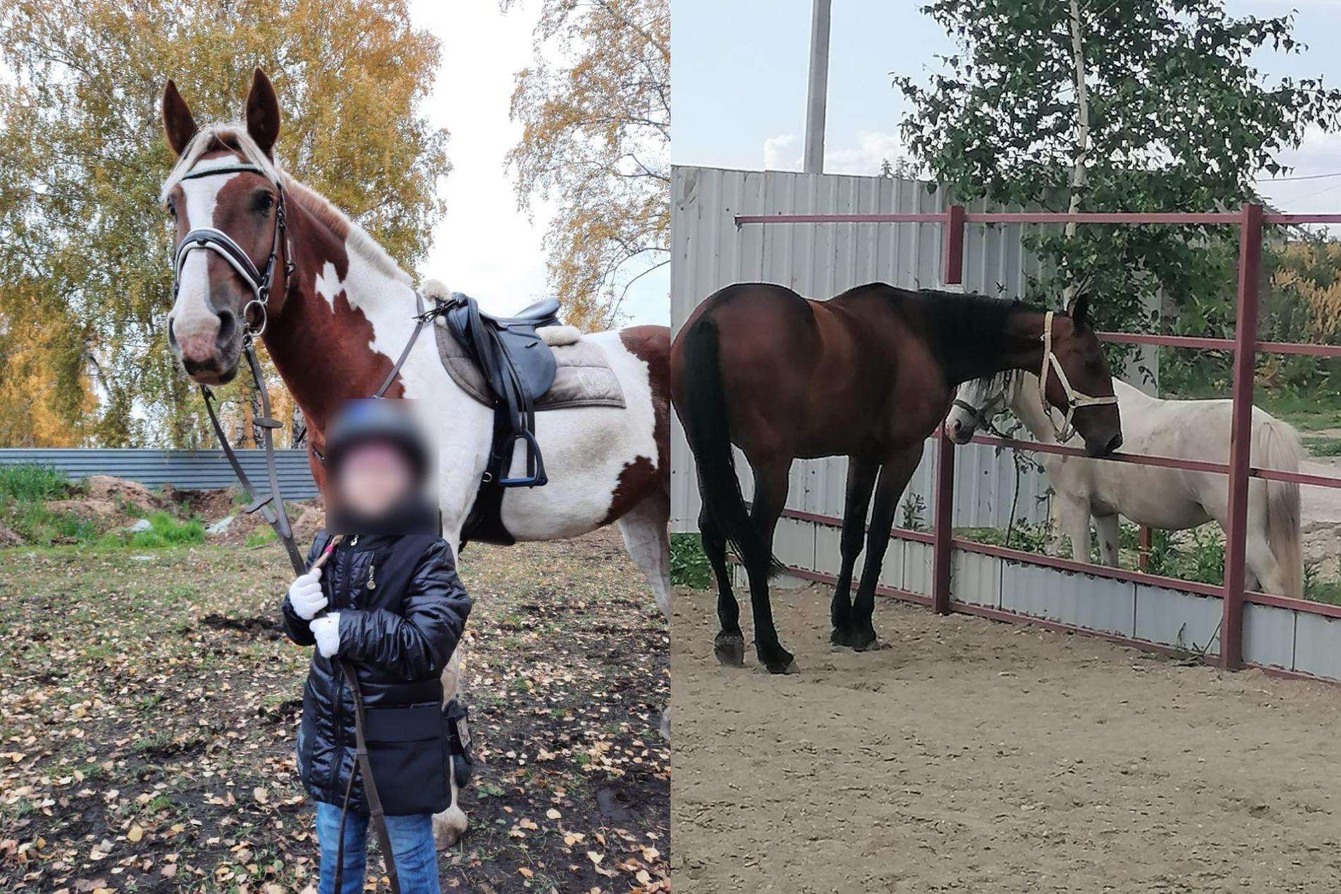«Их ждёт бойня»: лошадей Проталинку и Зорьку от страшной участи спасают в Бердске 