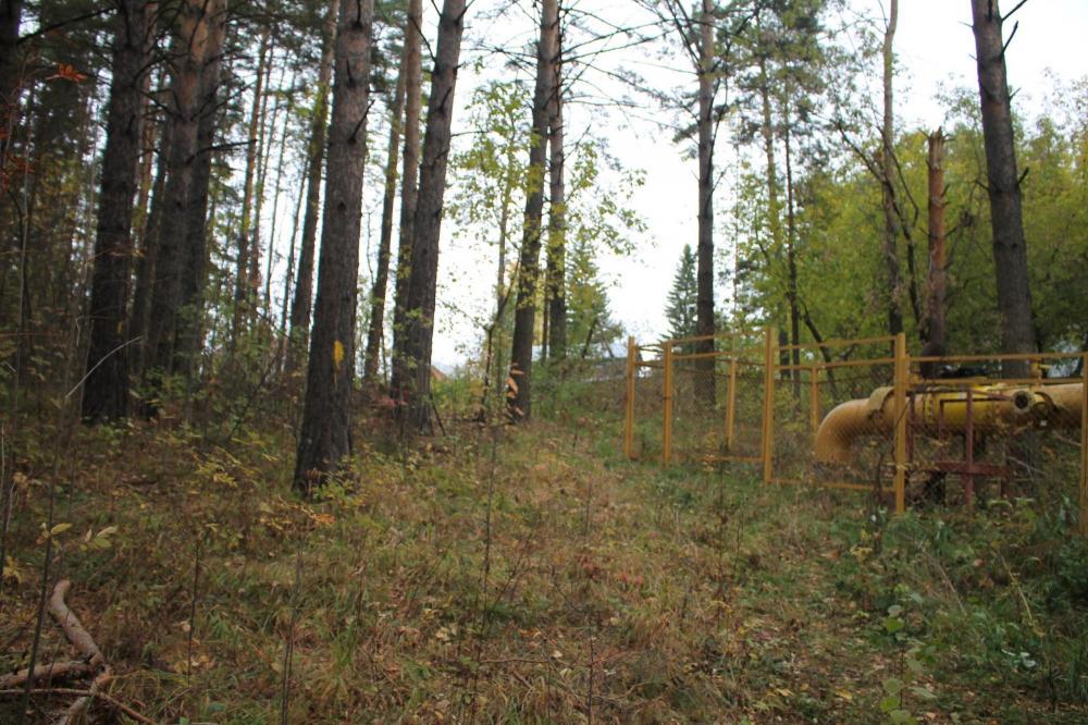 Массовая вырубка деревьев начнётся в лесу за Новым посёлком в Бердске 