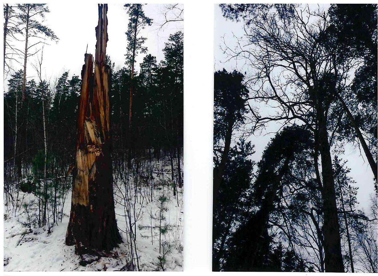 Могут убить: сухостойные деревья убрали в лесу Бердска 