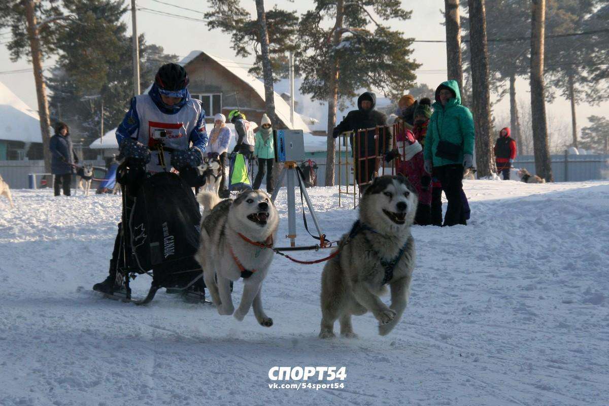 «Рождественский заезд-2021» - гонки на собачьих упряжках в лютый мороз прошли в Бердске