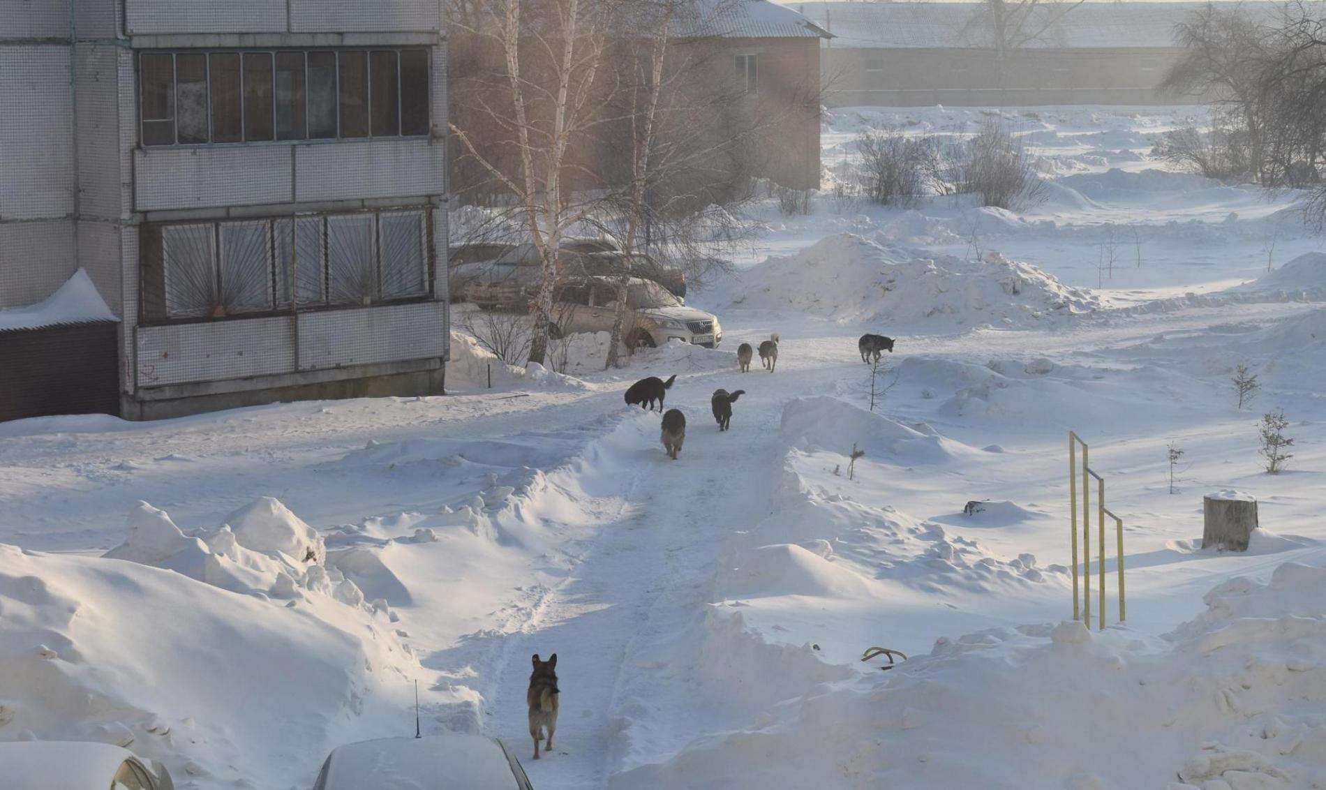 Стая из семи крупных собак держит в ужасе жителей военного городка в Бердске