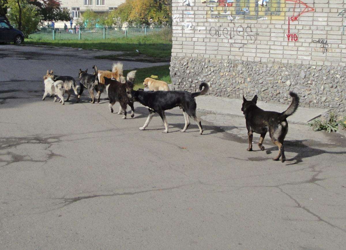 Агрессивный большой черный пёс со стаей нападает на жителей ул. Калинина в Бердске