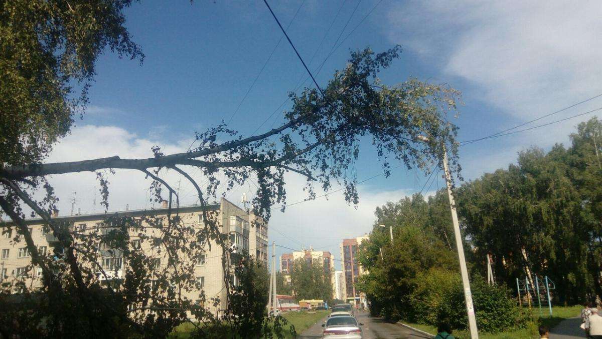 195 тыс. рублей заплатит УК жительнице Бердска за пробитый упавшим деревом автомобиль