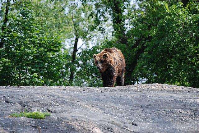 В Мошковском районе заметили медведя