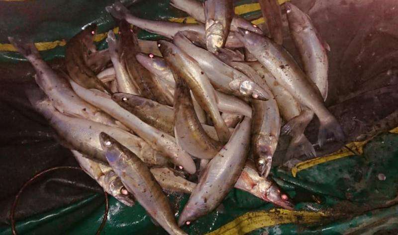 За ловлю рыбы сетью задержали браконьеров из Бердска и Искитима
