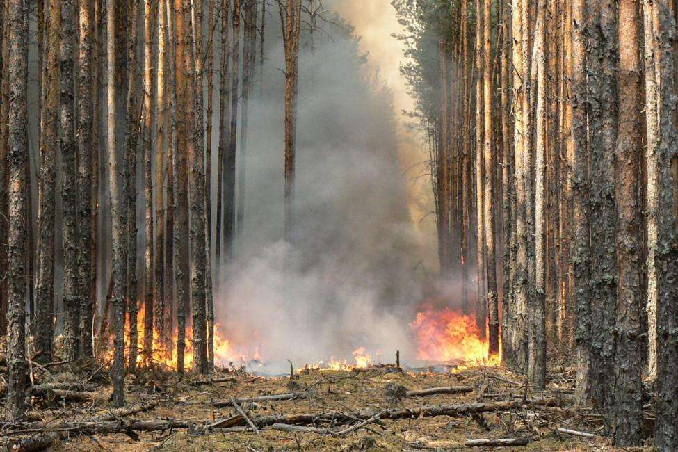 На территории Бердска лесных пожаров зафиксировано не было