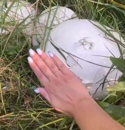 Гигантские грибы размером с футбольный мяч растут в лесу Бердска