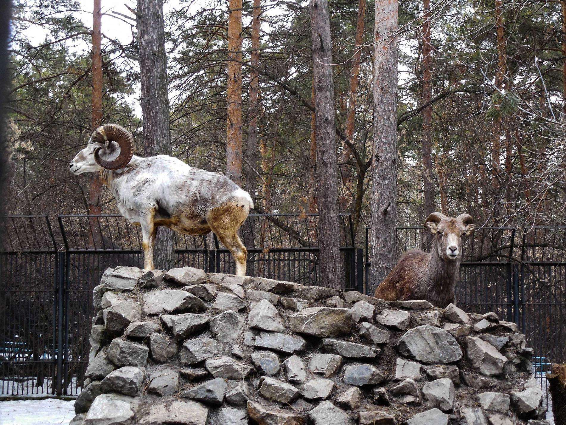 Рождённых в Новосибирском зоопарке аргали выпустили в природу
