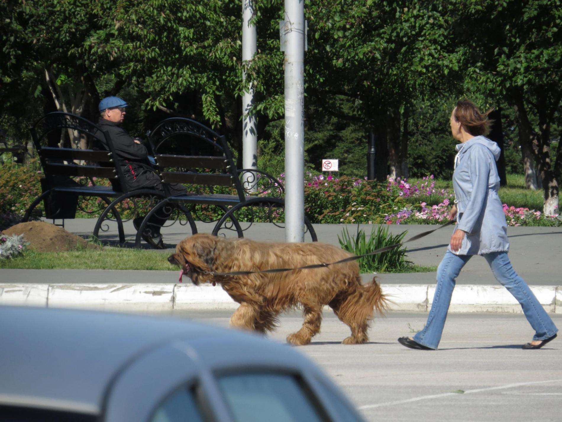 Прокуратура через суд требует от власти Бердска установить места для выгула собак