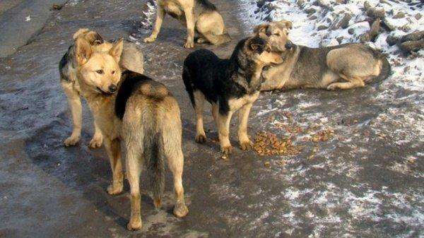 30 собак в комнате: стихийный приют в общежитии в Бердске придётся разогнать