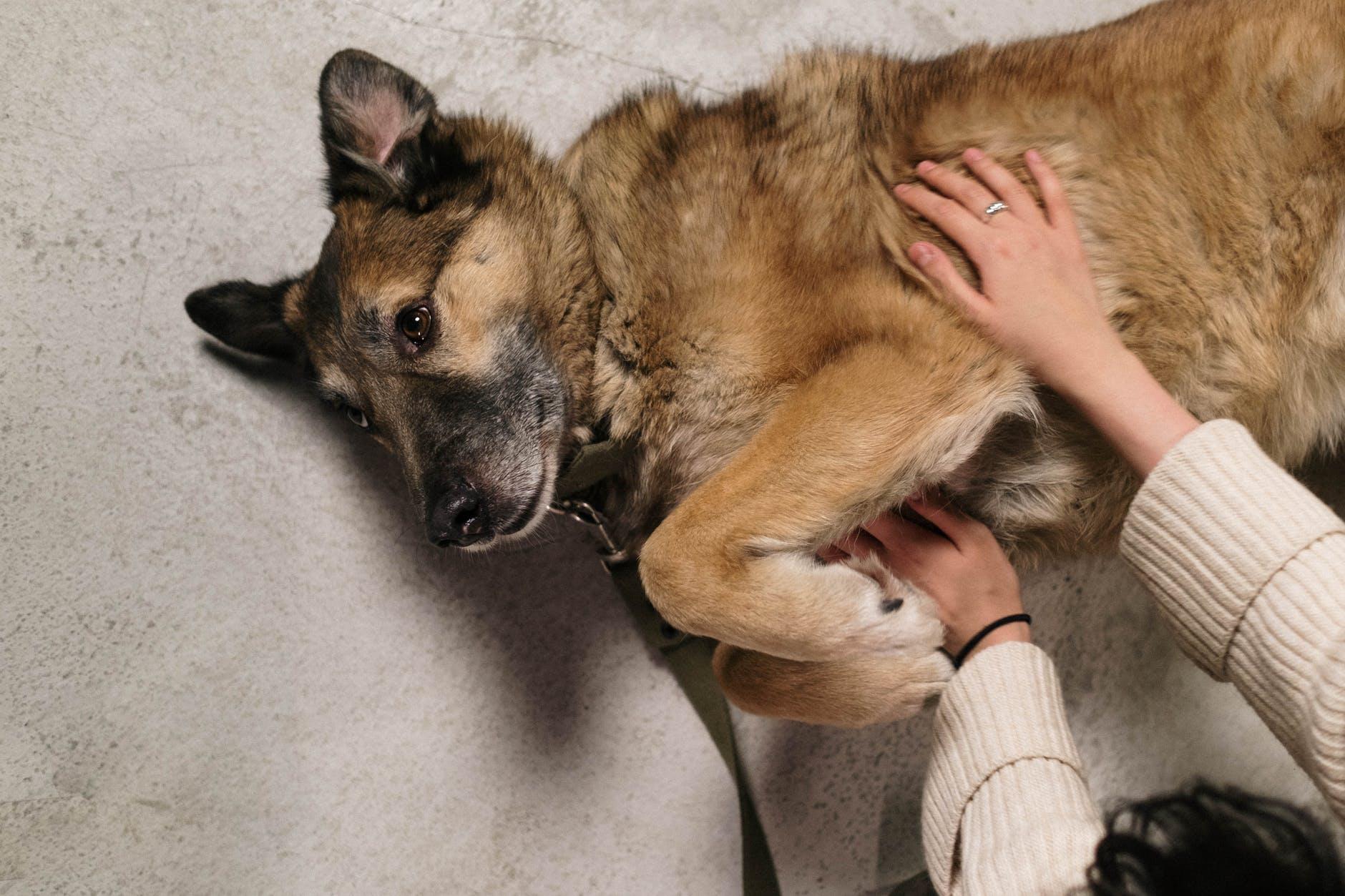 На соседку с 30 собаками пожаловались в мэрию жильцы дома в Бердске 