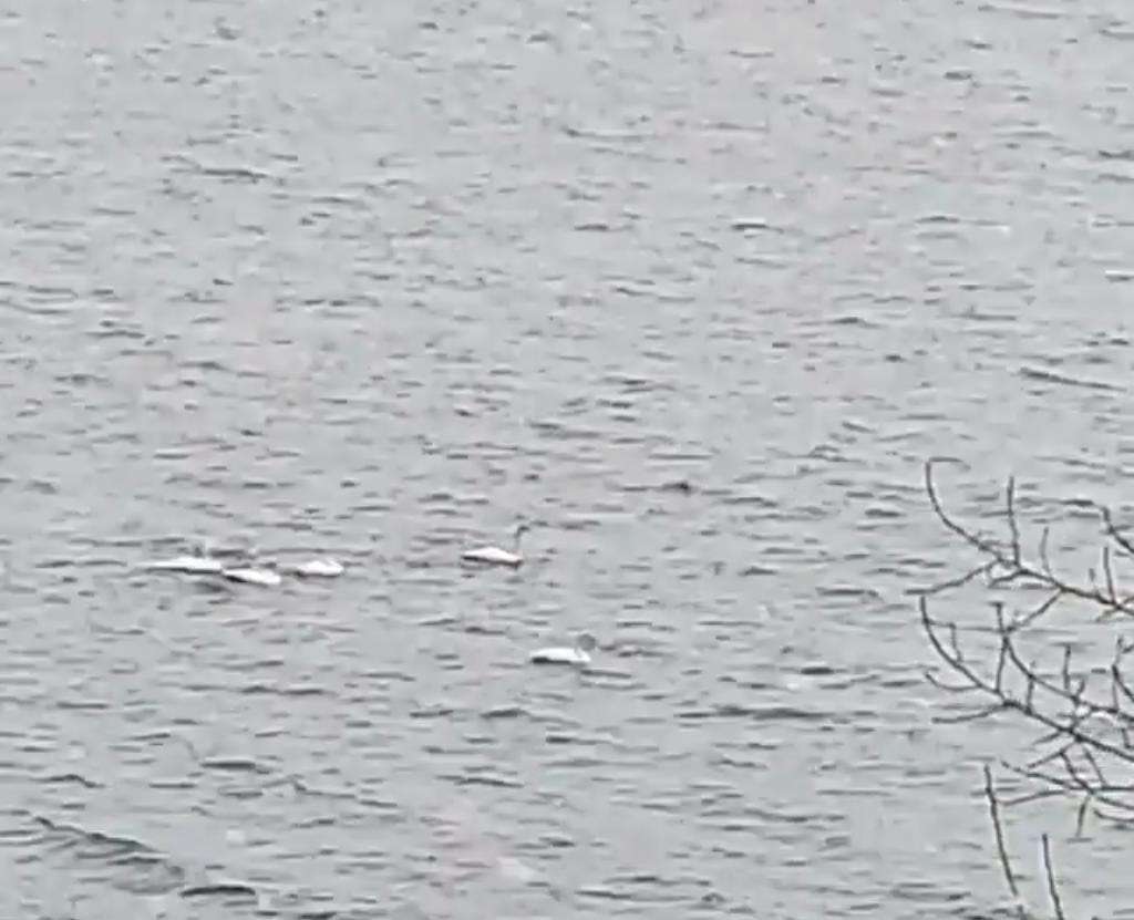Очевидцы сняли на видео пятерых лебедей на бердском заливе