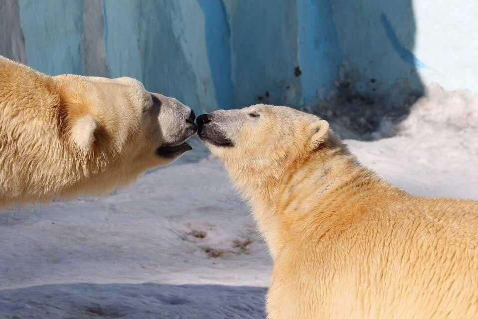 14 лет исполнилось медведям Каю и Герде из Новосибирского зоопарка