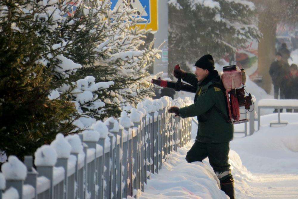 Ёлочки на улице Ленина в Бердске будут обработаны антивандальной смесью
