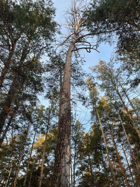 38 аварийных деревьев вырубят в районе лыжной базы «Метелица» в Бердске