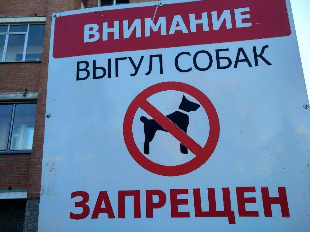 На пляжах, кладбищах, стадионах и рынках в Бердске запретили выгул животных