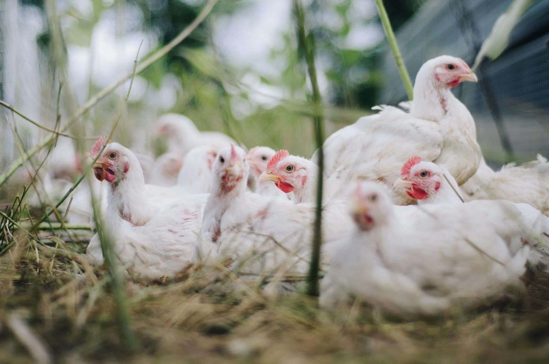 Погибли цыплята во время пожара на птицефабрике в Евсино