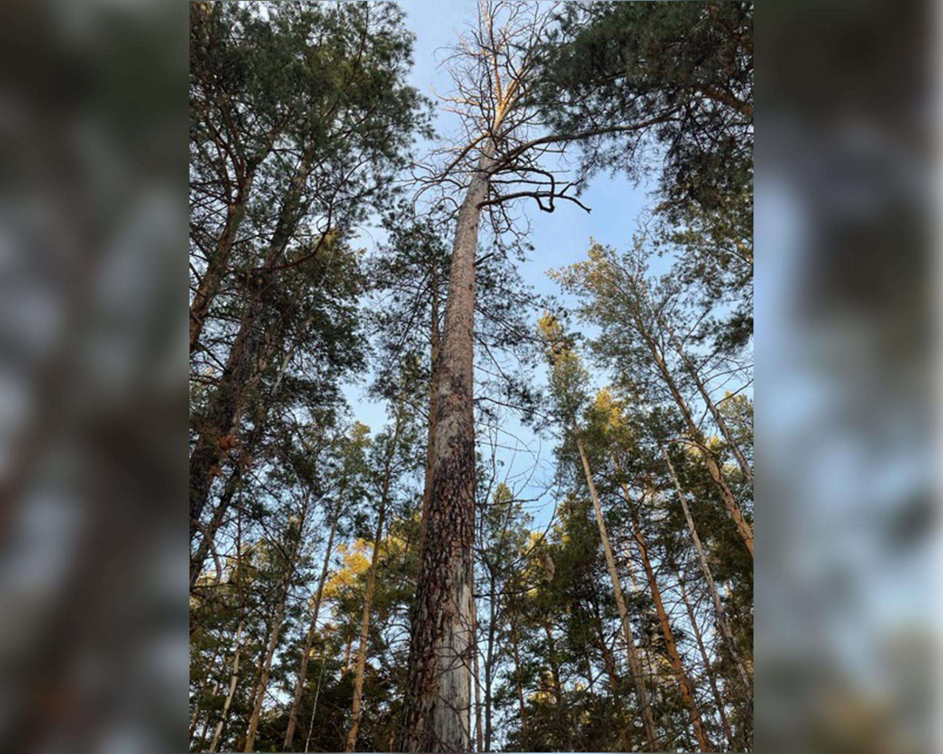 В лыжной базе «Метелица» закончили вырубку аварийных деревьев  