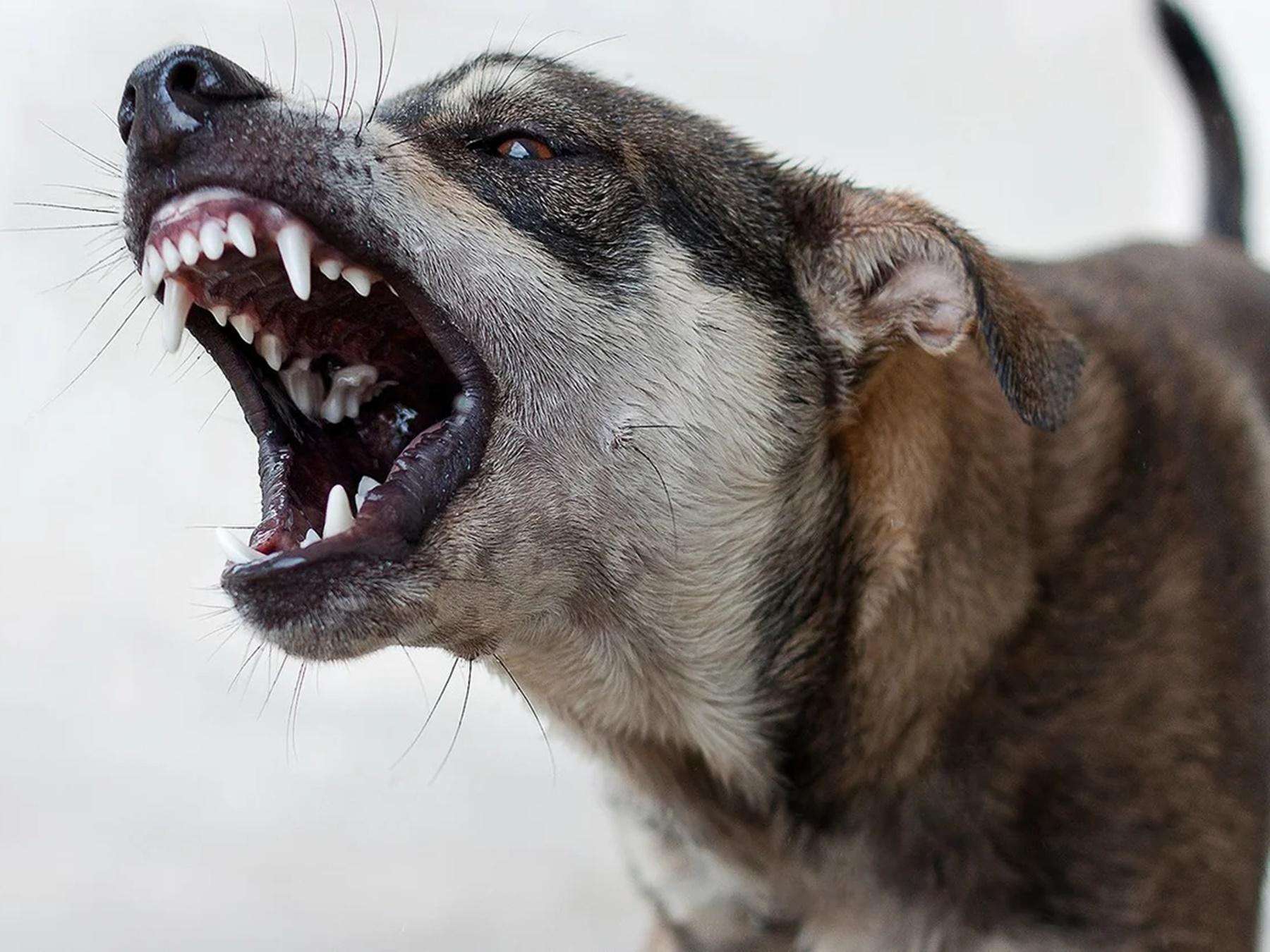 В Ярославской области женщину загрызли собаки
