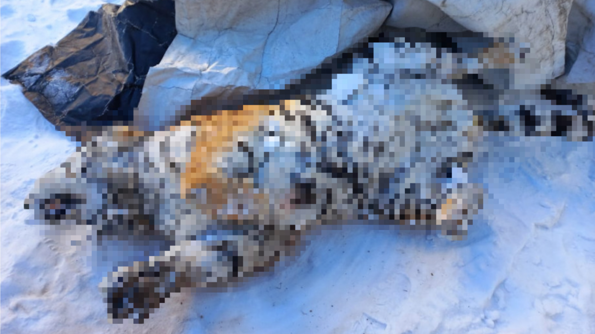 В Хабаровском крае убили амурскую тигрицу