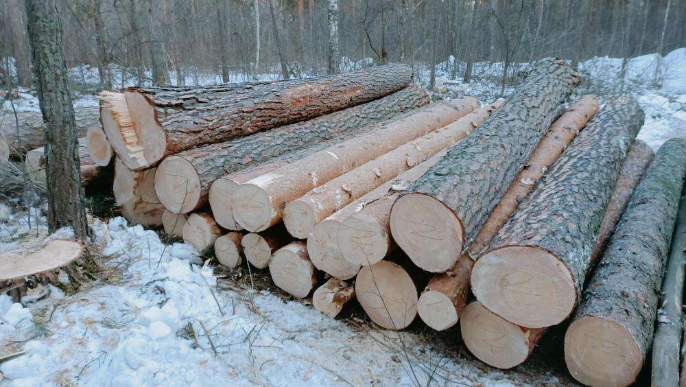 Ландшафтная вырубка леса ведётся в лесу за больничным городком в Бердске
