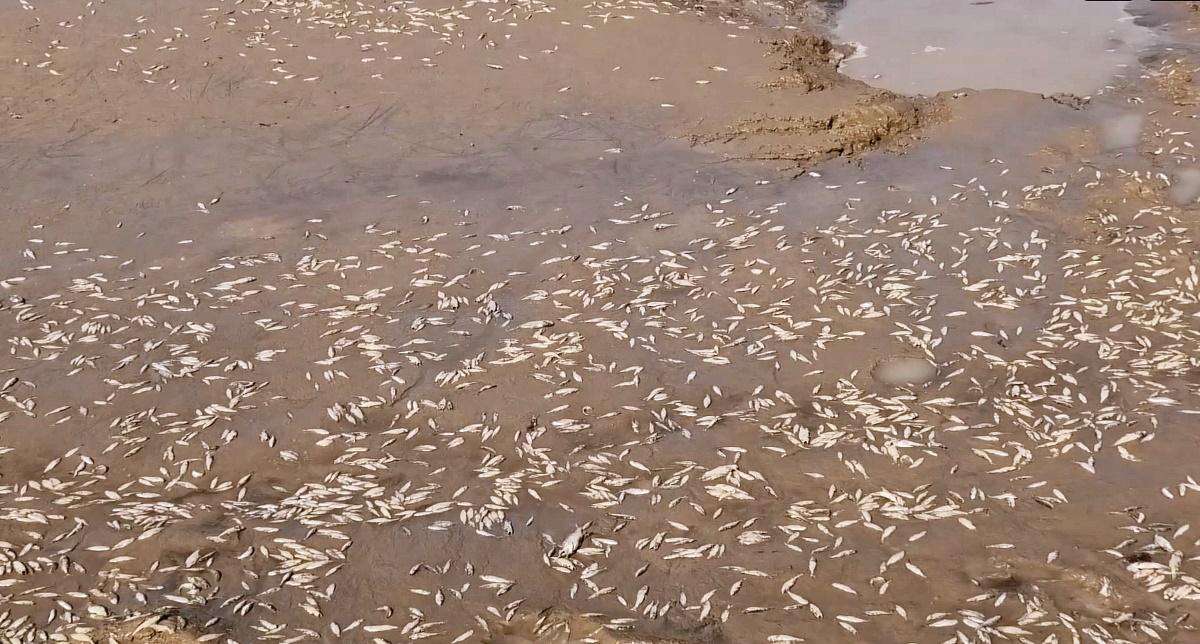Массово гибнет рыба на Гумёнке в Бердске из-за сброса воды на Новосибирской ГЭС
